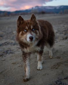 a brown and white dog standing on top of a sandy beach under a cloudy sky