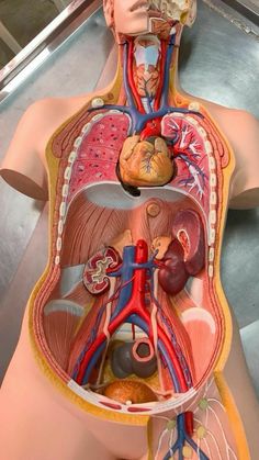 an overhead view of the human body and its organs