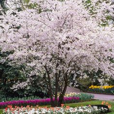 a tree with white flowers in the middle of a flowerbed lined park path and walkway