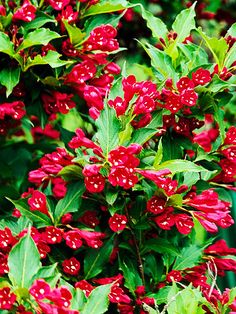 red flowers with green leaves and water droplets on them