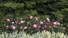 some pink flowers and green trees in the background