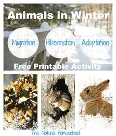 animals in winter with free printable activity