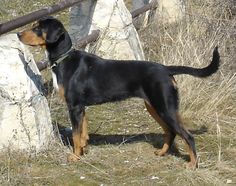 a black and brown dog standing next to a stone wall on top of a grass covered field