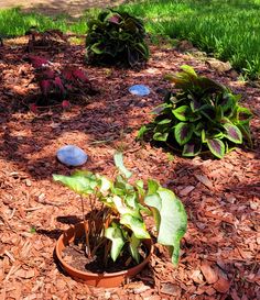 there is a potted plant in the middle of some mulchy grass and dirt