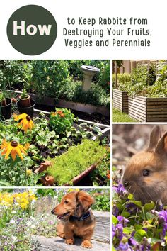 Though rabbits are charming to look at, they can become a nuisance in the garden, especially when they begin eating your plants, including fruits and vegetables.