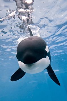 an orca swimming in the water with its head above the water's surface