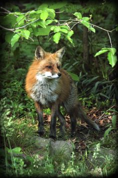 a red fox standing in the middle of a forest