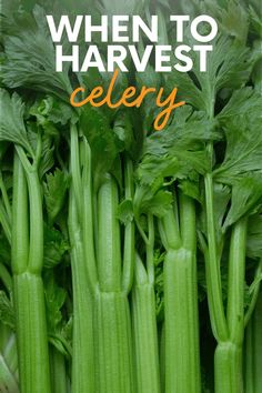 celery with the words, when to harvest?