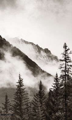 black and white photograph of trees in front of mountains with mist coming from the tops