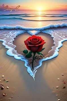 a red rose sitting on top of a sandy beach next to the ocean at sunset