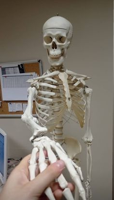 a human skeleton being held up in front of a computer