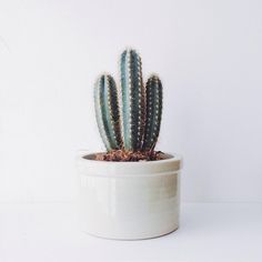 a small cactus in a white pot on a white table with a white wall behind it