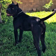 a black dog standing on top of a lush green field