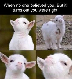 four pictures of different goats with captioning in german and english on the bottom