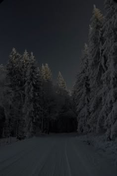 snow covered trees line the side of a road in front of a forest at night