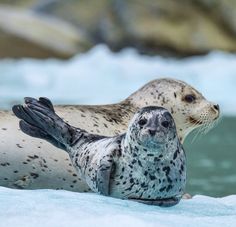 two grey seal puppies are laying on the ice