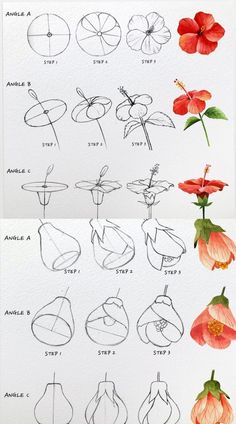 some flowers that are in different stages of blooming, with the names and numbers below them