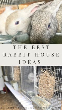 Baby rabbits drinking water Multiple Rabbit Housing, Rabbit Sanctuary Ideas, Raising Bunnies Outside, Chickens And Rabbits Living Together, Best Rabbit Cage Indoor, Rabbit Coop Ideas, Rabbit Run Ideas Outdoor, Pet Rabbits Indoor, Rabbit Breeding Setup