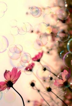 an instagram page with bubbles and pink flowers