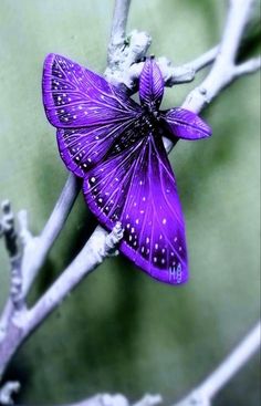 a purple butterfly sitting on top of a tree branch