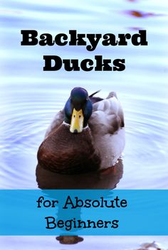 the back yard ducks for absolute beginners