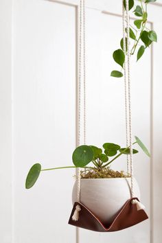 a potted plant hanging from a rope