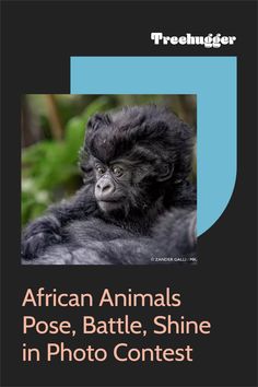 the cover of african animals pose, battle, shine in photo contest contest