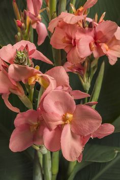 pink flowers in a vase with green leaves