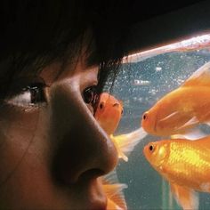 a young boy looking at goldfish in an aquarium