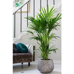 a living room with a couch and a potted plant on the floor next to stairs