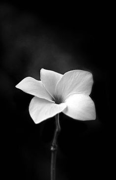 black and white photograph of a single flower