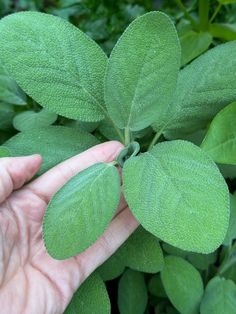 a hand holding a green leaf in front of some plants