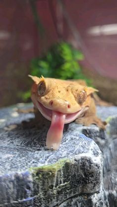 a lizard sticking its tongue out on top of a rock