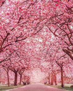 a tree lined road with pink flowers on the trees