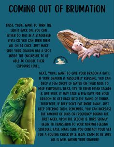 a poster with an image of a lizard and a gecko