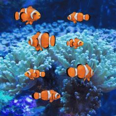 an aquarium with clown fish and corals in it