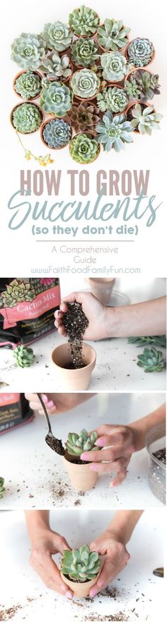 how to grow succulents in pots with instructions on how to plant them