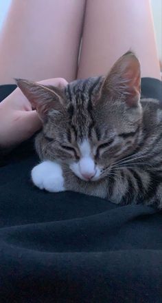 a cat is sleeping on someone's lap