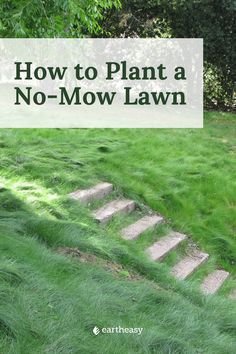 some steps that have grass growing on them and the words how to plant a no - mow lawn