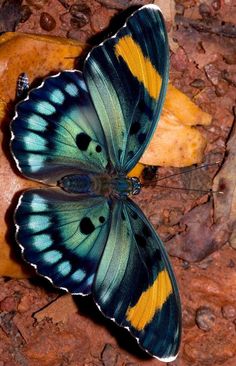 two blue and yellow butterflies on the ground