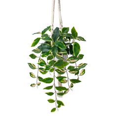 a green plant hanging from a white rope