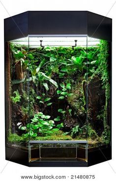 an aquarium filled with lots of green plants