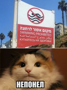 two pictures one has a cat and the other has a sign that says swimming prohibited