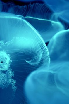 an image of jellyfish in the water with blue hues on it's surface