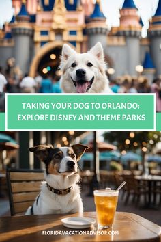 two dogs sitting at a table in front of a castle with the words taking your dog to disneyland explore and theme parks