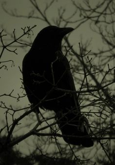 a black bird sitting in a tree with no leaves on it's branches, looking up at the sky