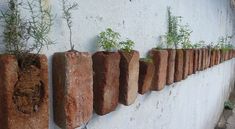 there are many bricks on the wall with plants growing out of them and in between them