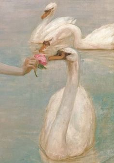 two white swans in the water with one holding a flower and another touching it's head