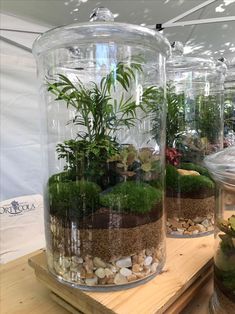 three glass jars filled with plants and rocks