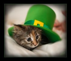 a kitten wearing a green hat with the caption, where?? where's the leprechaun?